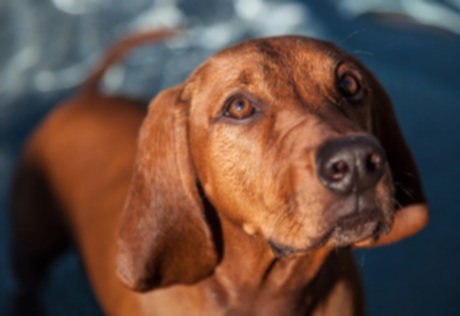 Рак у собак: неоплазия щитовидной железы