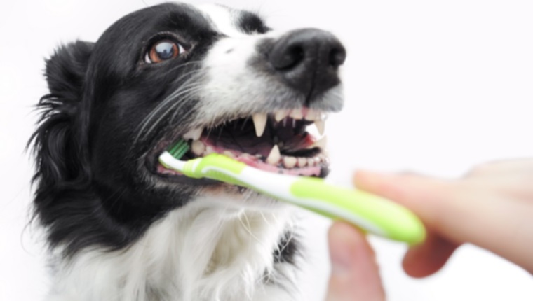 Топ-3 самых важных совета по уходу за зубами для собак