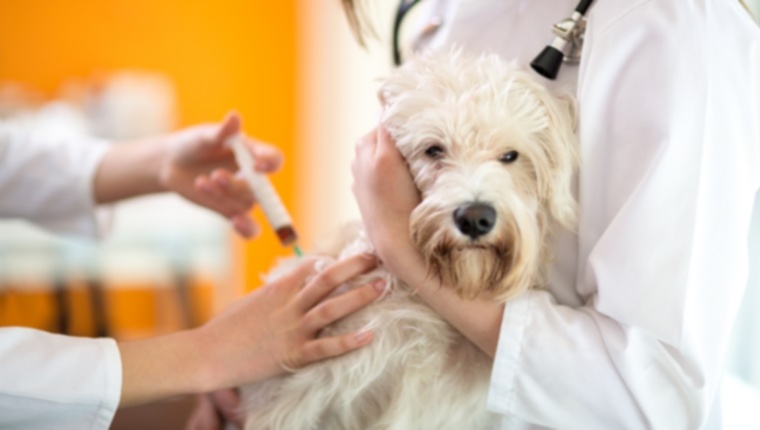 Клинические испытания с собаками, помогающие найти лекарства от рака у людей