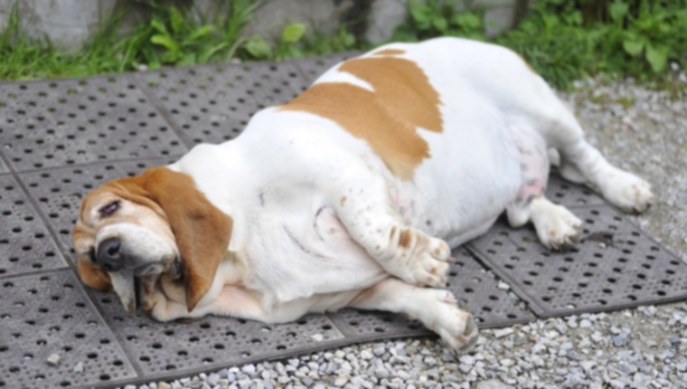 Ожирение у собак: причины и как определить, что у вашей собаки избыточный вес