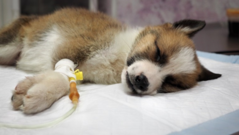 Парвовирус у собак: симптомы, причины и методы лечения