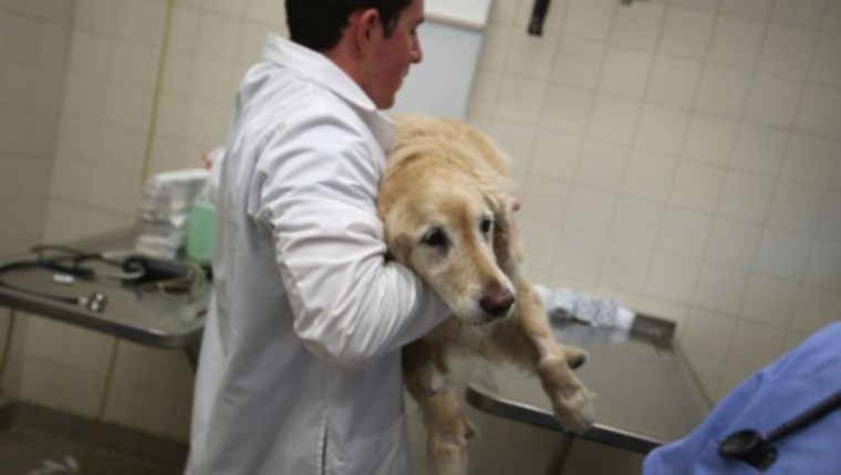 Водный кризис во Флинте в Мичигане: у собак положительный результат на токсичность свинца