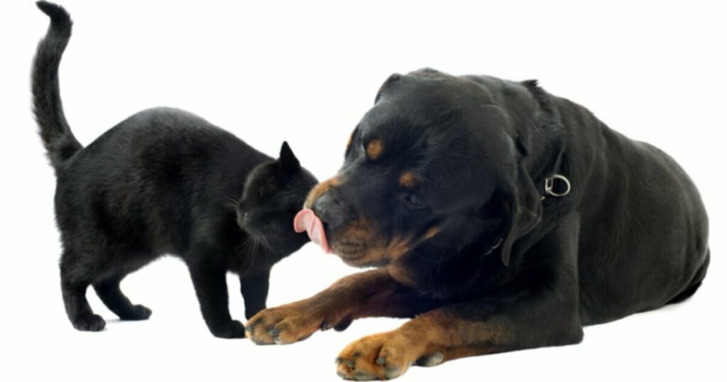 Синдром черной собаки и черной кошки