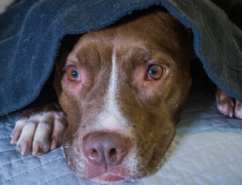Шумовое беспокойство у собак: симптомы, причины и 5 способов лечения