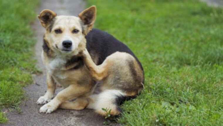 Чесотка у собак: типы, симптомы, причины и методы лечения