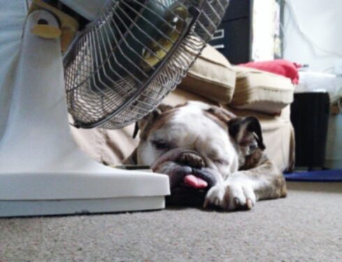 Летняя безопасность: советы ветеринара по предотвращению теплового удара у собак
