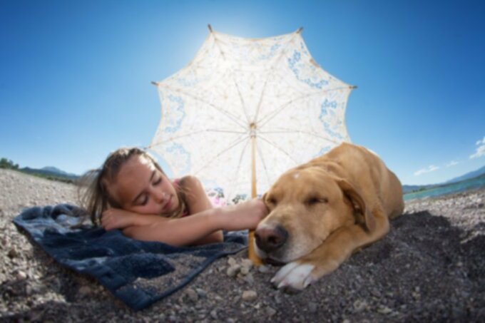Берегите собаку в летнюю жару