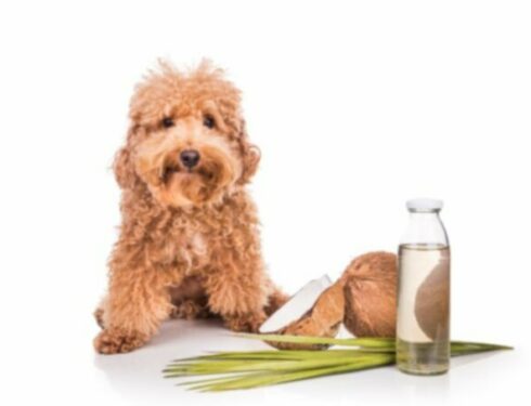 Удивительно, что немного кокосового масла может сделать для вашей собаки