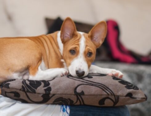 29 хороших квартирных пород собак, которые подходят для небольших жилых помещений