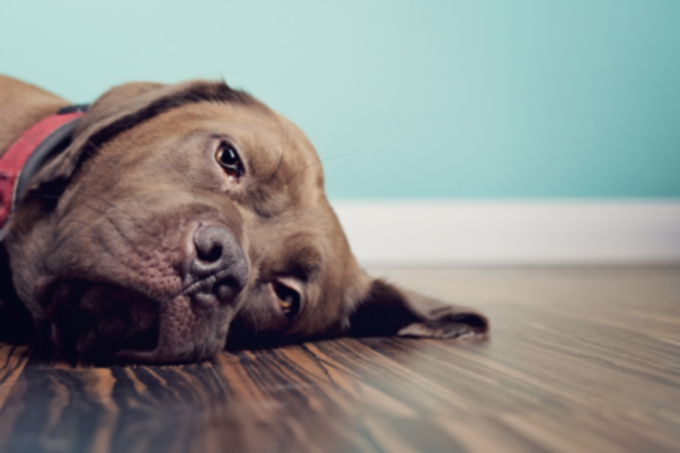 10 лучших средств от запора для собак и щенков
