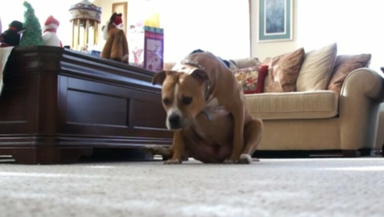 Почему моя собака волочится задницей по полу?