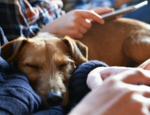 Спящие позы и привычки собак многое говорят об их характере и здоровье