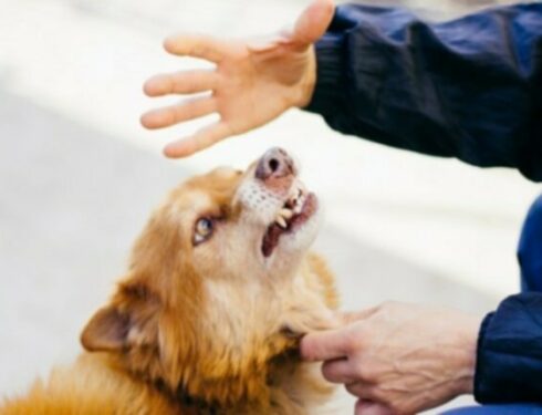 ИССЛЕДОВАНИЕ: Собакам не нравится, когда ты грубый и бесполезный