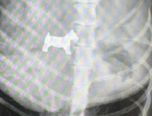 15 рентгеновских снимков самых странных вещей, которые когда-либо находили в желудке собаки