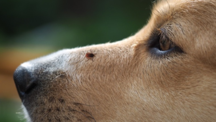 Как найти и удалить клещей у собак