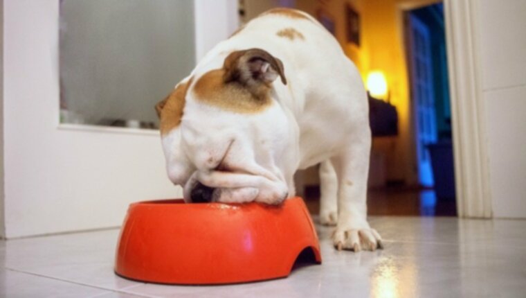 5 расстройств пищевого поведения, от которых могут страдать собаки