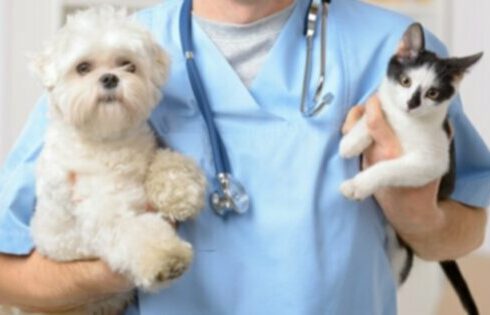 6 способов сэкономить на счетах ветеринара