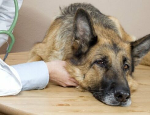 Рак у собак: опухоли апокринных желез