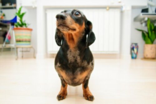 Рак у собак: экзокринный рак поджелудочной железы