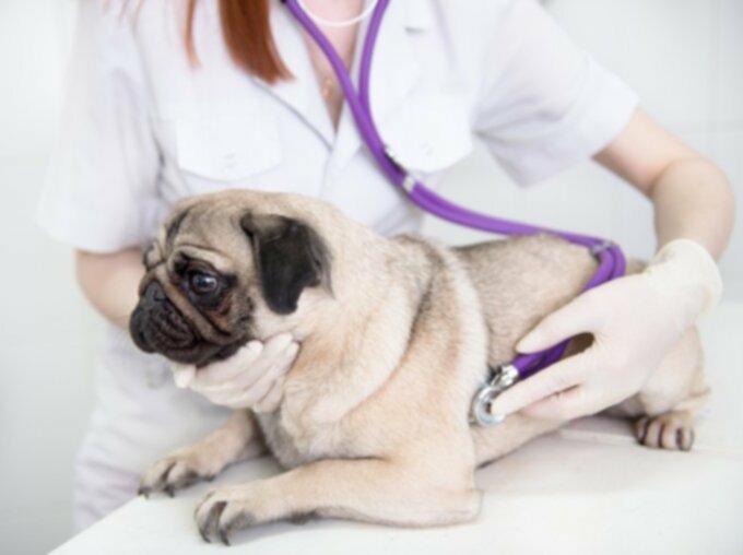 Рак собак: опухоли печени и желчевыводящих путей