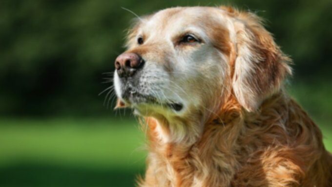 Рак у собак: лимфома