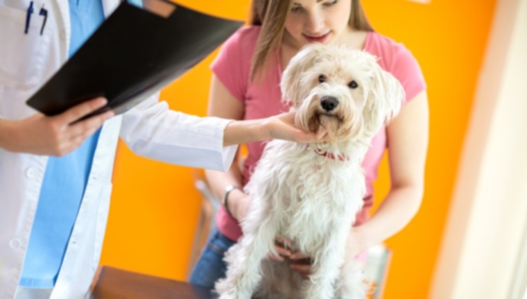 Опухоли молочной железы у собак: симптомы, причины и методы лечения