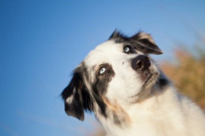 Рак у собак: миелодисплазия