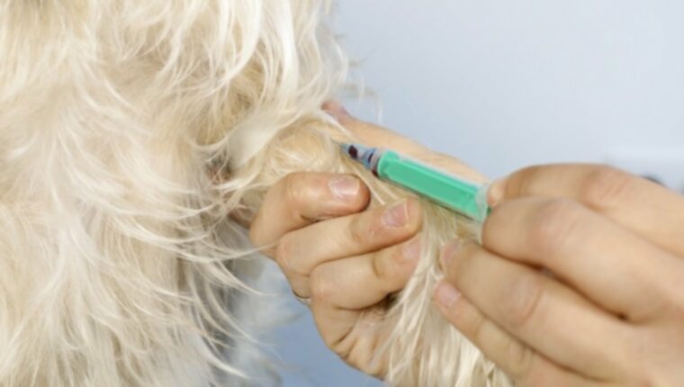 Титровый тест для собак: что это такое и что оно означает для ежегодных прививок?