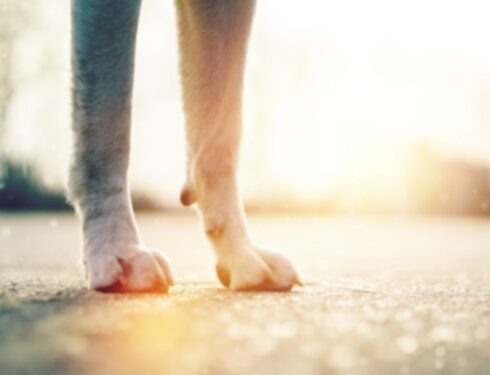 Горячий тротуар: ущерб, который он может нанести лапам вашей собаки, и как этого избежать