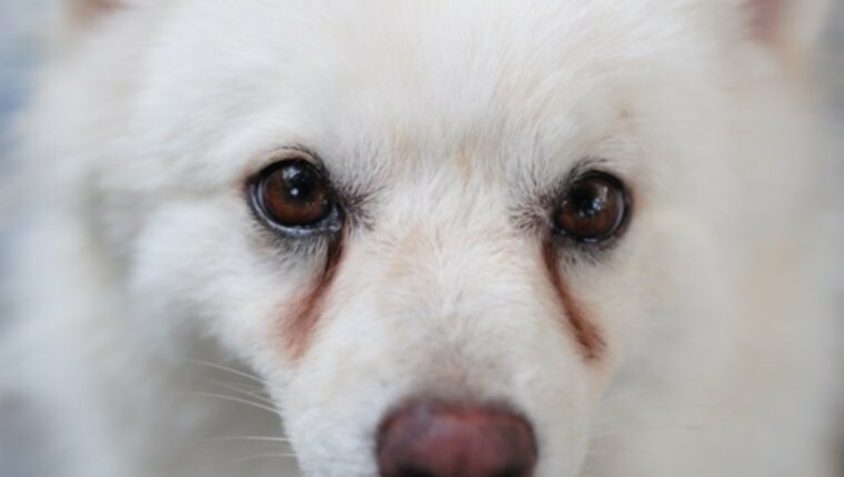 Слезные пятна под глазами собак: что они означают и что с ними делать
