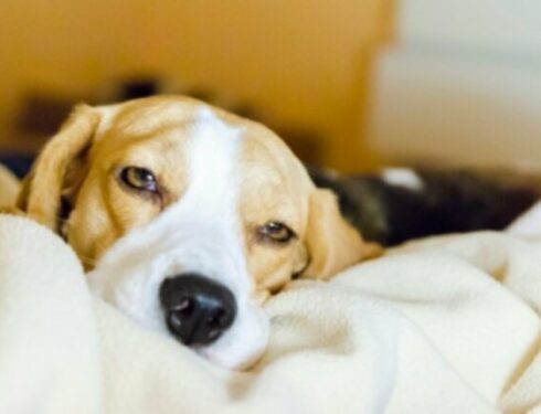 Мегалобластная анемия у собак: симптомы, причины и методы лечения