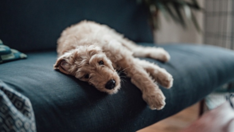 Железодефицитная анемия у собак: симптомы, причины и методы лечения