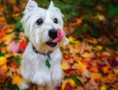 30 собак, которые любят осенний сезон [ФОТО]