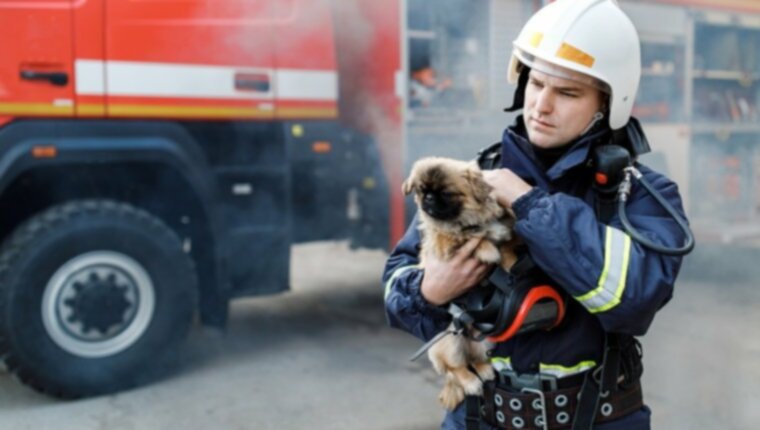 Пожарные, полиция и службы животных спасают всех 26 собак из горящего приюта в Орландо