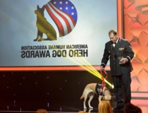 Познакомьтесь с 7 собаками, которые будут удостоены награды American Humane Hero Dog Awards 2021 года