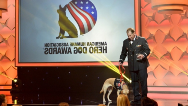 Познакомьтесь с 7 собаками, которые будут удостоены награды American Humane Hero Dog Awards 2021 года