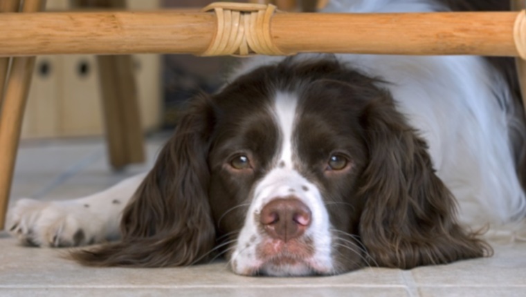 Регенеративная анемия у собак: симптомы, причины и методы лечения