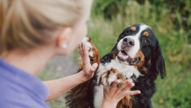6 способов установить связь с собакой на более глубоком уровне