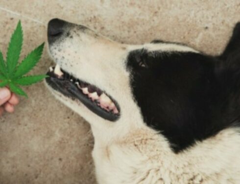 Токсичность марихуаны у собак растет из-за пищевых продуктов, оставленных на земле, даже если родители домашних животных не используют травку