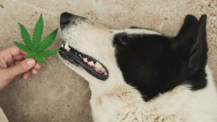 Токсичность марихуаны у собак растет из-за пищевых продуктов, оставленных на земле, даже если родители домашних животных не используют травку