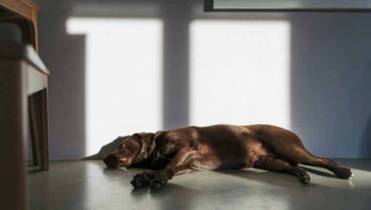 Отравление мышьяком у собак: симптомы, причины и методы лечения