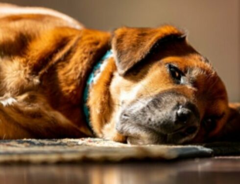 Септический артрит у собак: симптомы, причины и методы лечения
