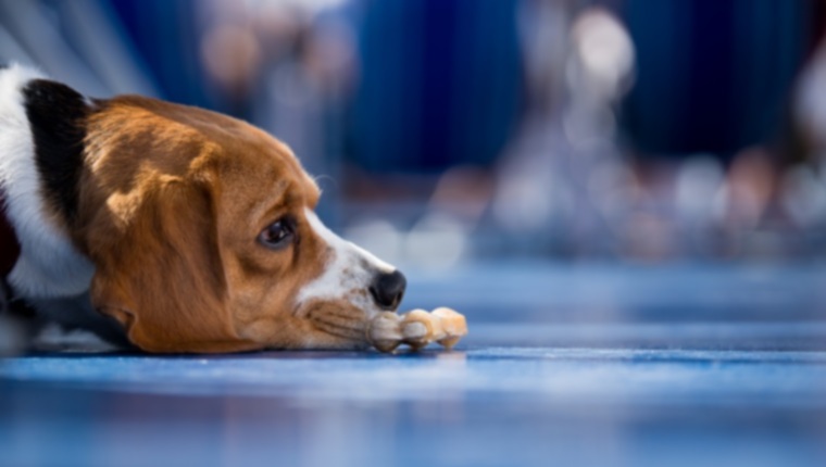 Юношеский полиартериит (болевой синдром гончей) у собак: симптомы, причины и методы лечения