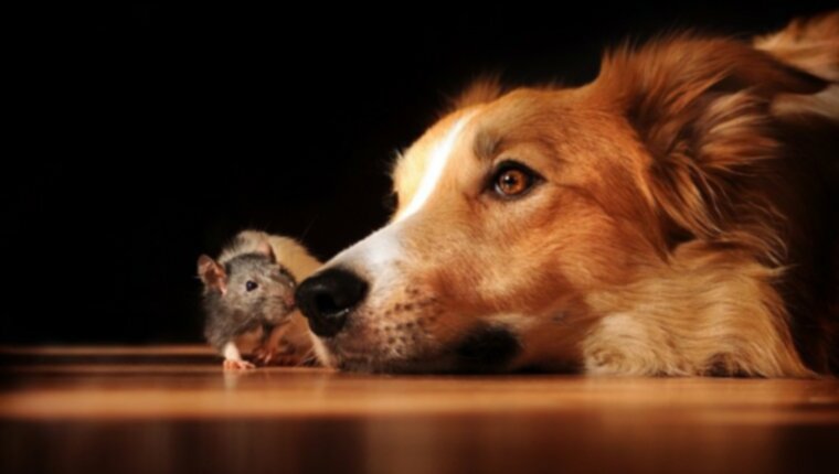 Отравление антикоагулянтными родентицидами (отравление крысами) у собак: симптомы, причины и методы лечения