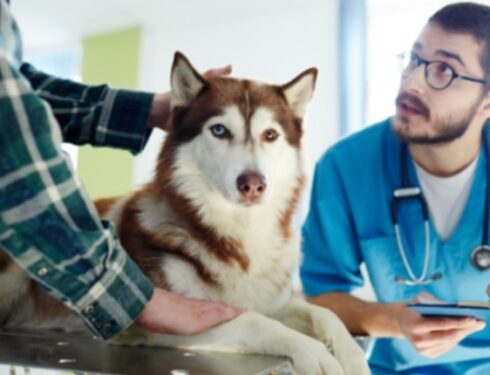 Ноябрь - месяц осведомленности о раке у домашних животных: вот что вы должны знать