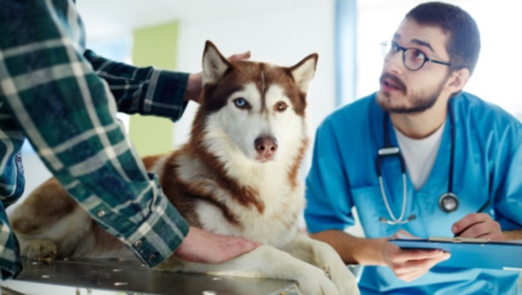 Ноябрь — месяц осведомленности о раке у домашних животных: вот что вы должны знать