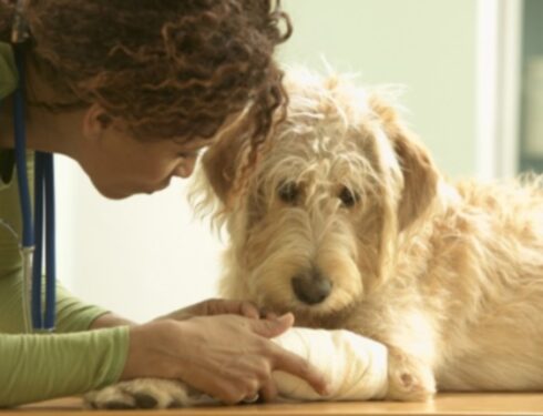 Актиномикоз у собак: симптомы, причины и методы лечения