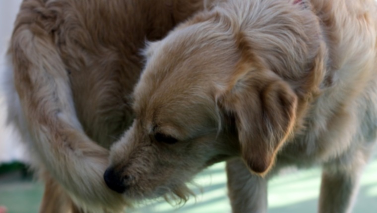 Обсессивно-компульсивные расстройства (ОКР) у собак: симптомы, причины и методы лечения