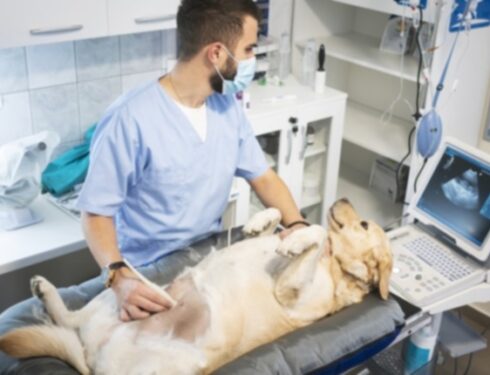 Дистоция у собак: симптомы, причины и методы лечения