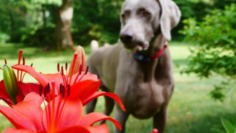 Токсичны ли лилии для собак? Что делать, если ваша собака ест лилии?
